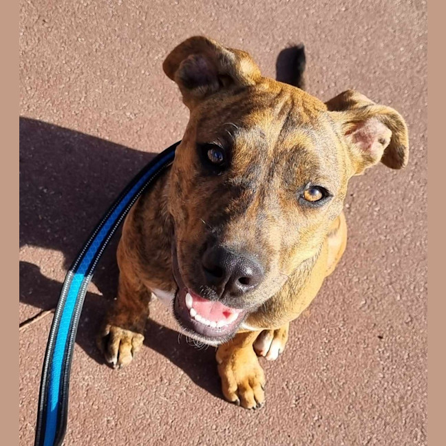 Photo of Chestnut (Chester)