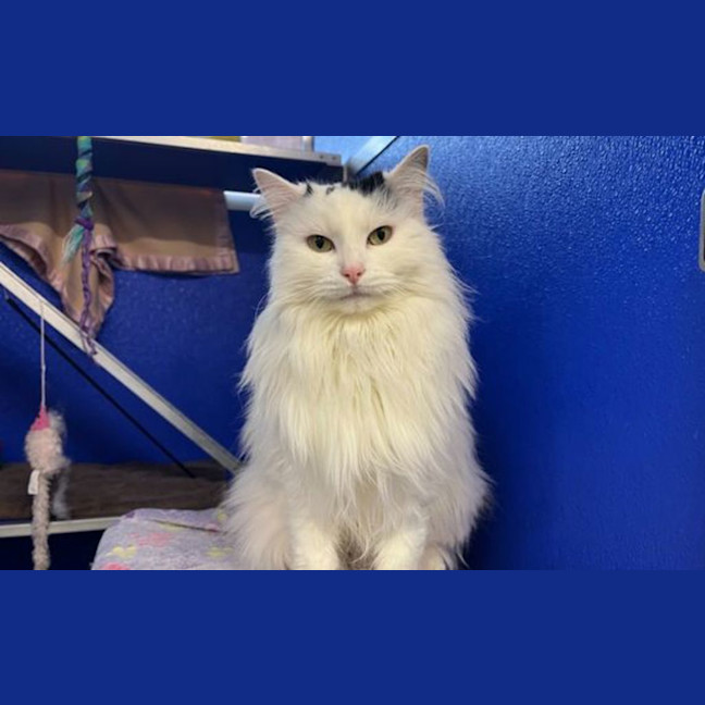 Photo of Flossy