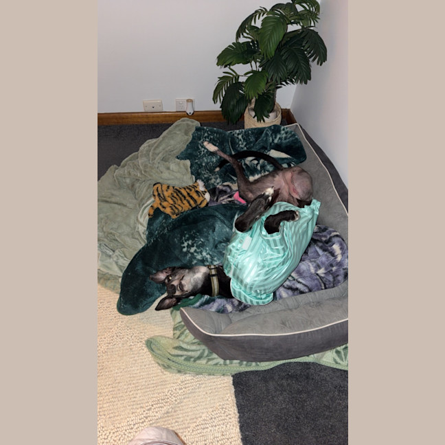 Photo of Cleo
