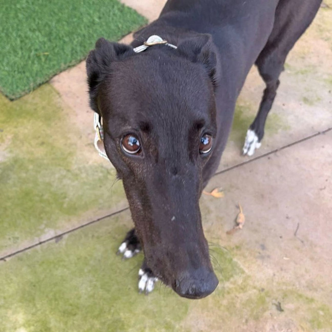 Photo of Evelyn The Greyhound