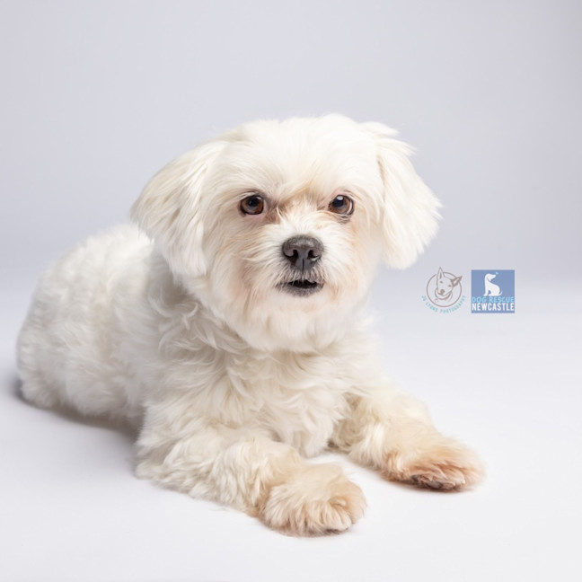 Photo of Lily   6 Year Old Maltese (Trial)