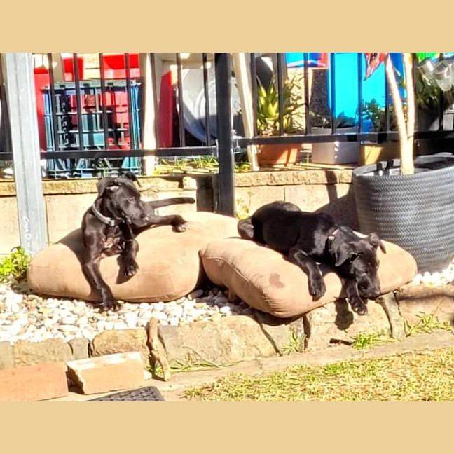 Photo of Pumpkin   12 Week Old Wolfhound X
