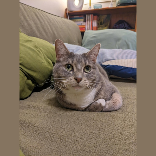 Photo of Ayaka   In Foster Care In Thornbury