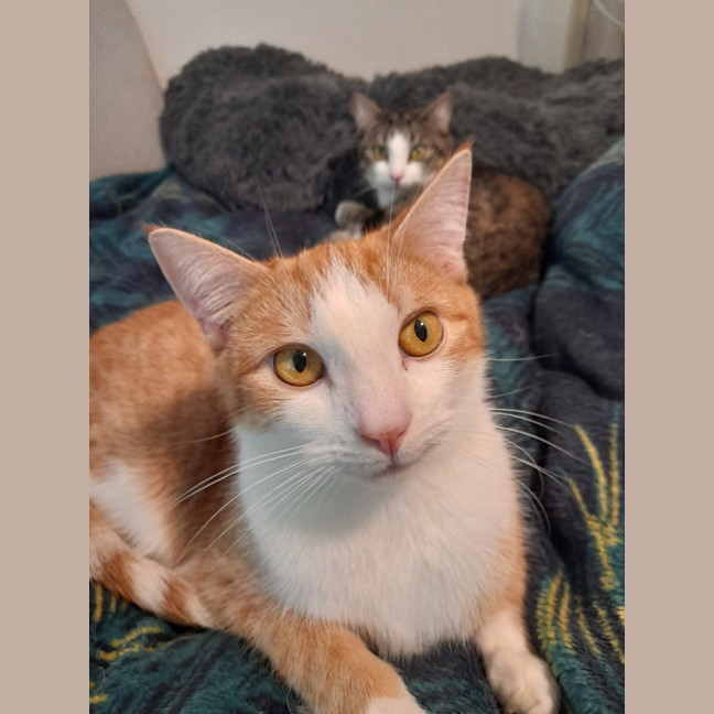 Photo of Lucy & Frankie *9 Lives Project Rescue*
