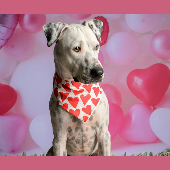 Photo of Cupid