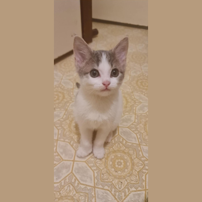 Photo of Cookies *9 Lives Project Rescue*