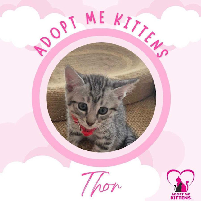 Photo of Thor