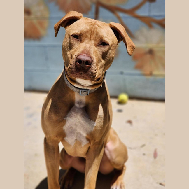 Photo of 🐁 Danger Mouse 6840 🐁