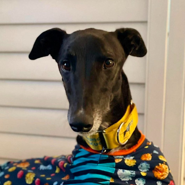 Photo of Miszo The Greyhound