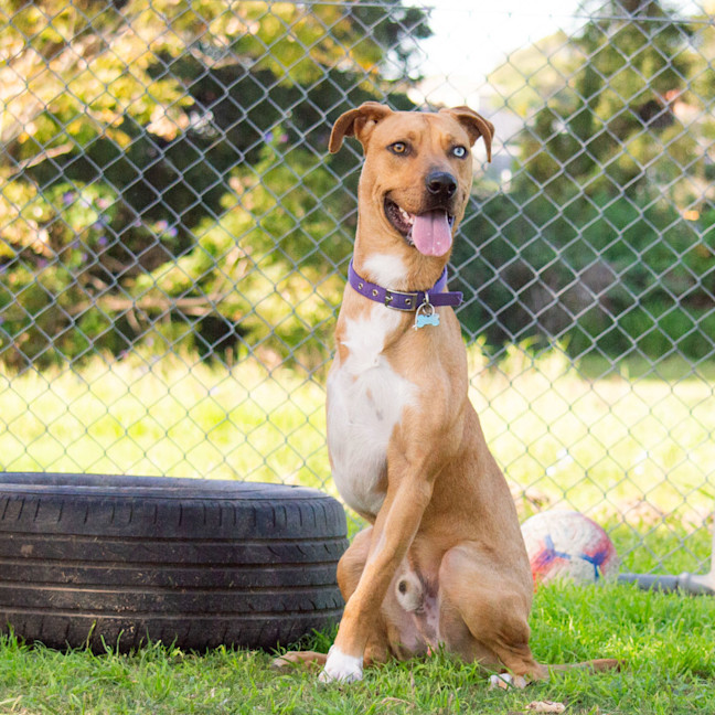 Photo of Huxley
