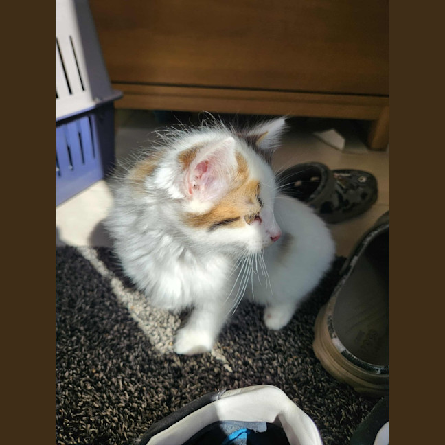 Photo of Smore