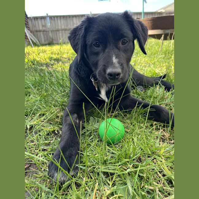 Photo of Roxie