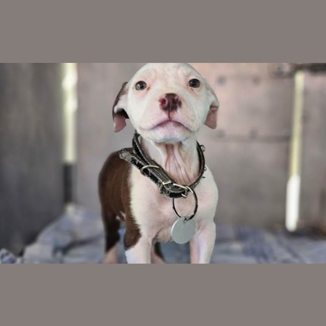 Photo of Coco
