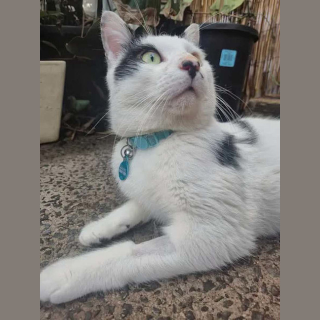 Photo of Panda