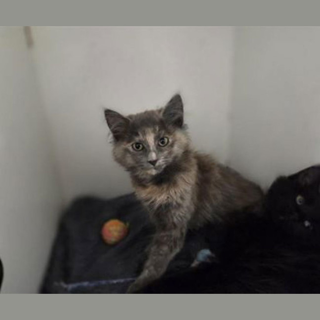 Photo of Bramble