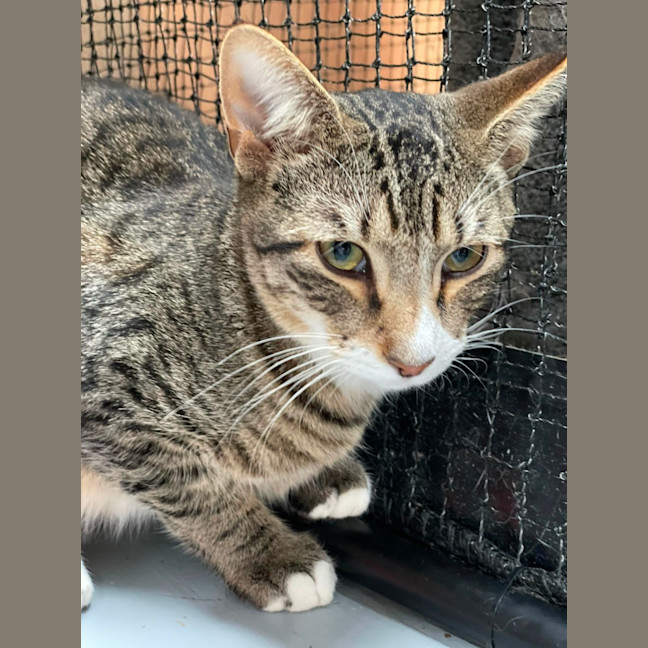 Photo of Larry **2nd Chance Cat Rescue**