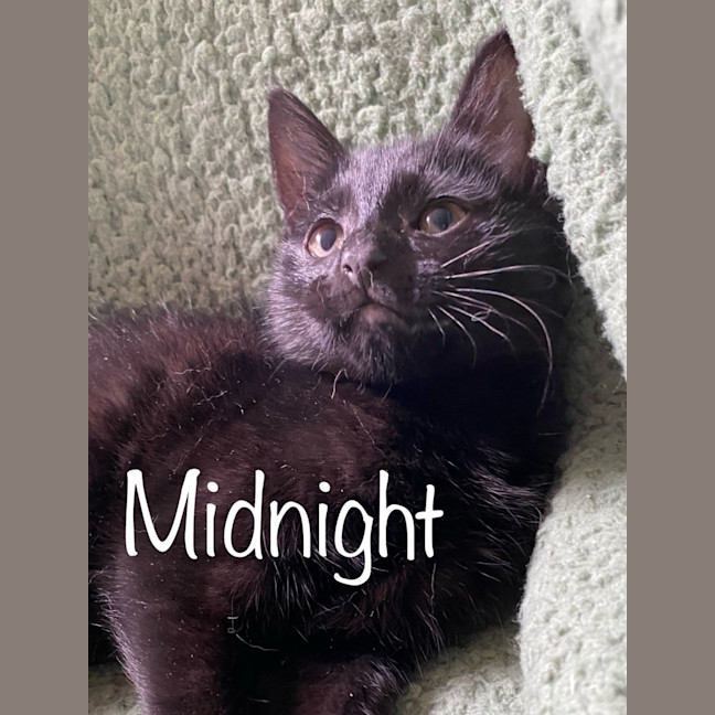 Photo of Midnight