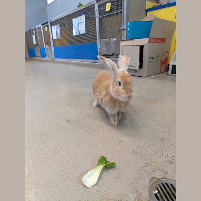 Photo of Caramel