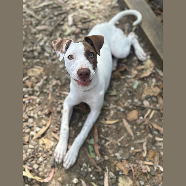 Photo of Daisy (Ex Fava)