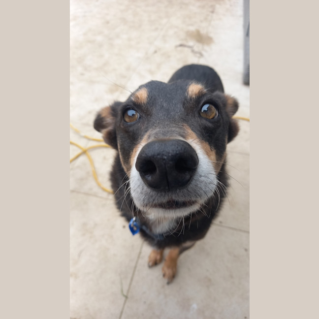 Photo of Rocky & Max   8 & 6 Year Old Kelpies