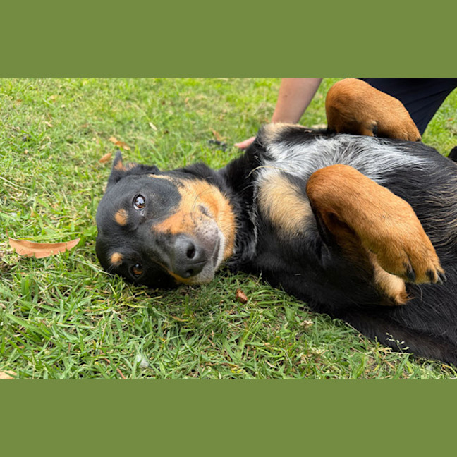 Photo of Banjo