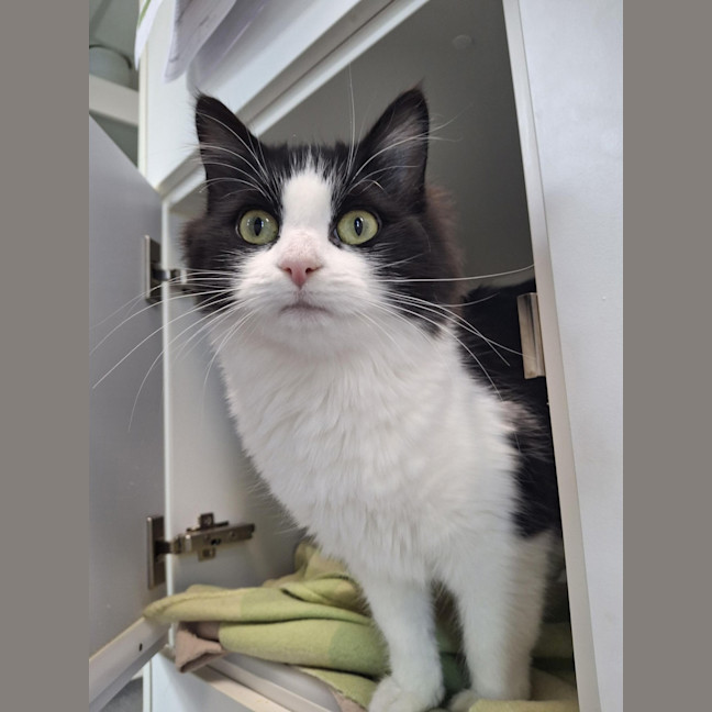 Photo of Skittles