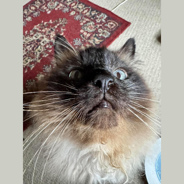 Photo of Jinx