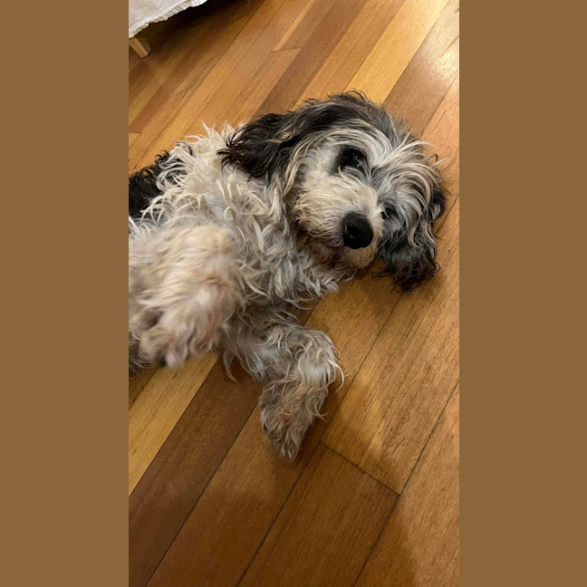 Photo of Lotus Biscoff