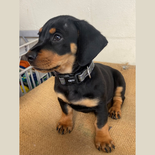 Photo of D1114 Roland