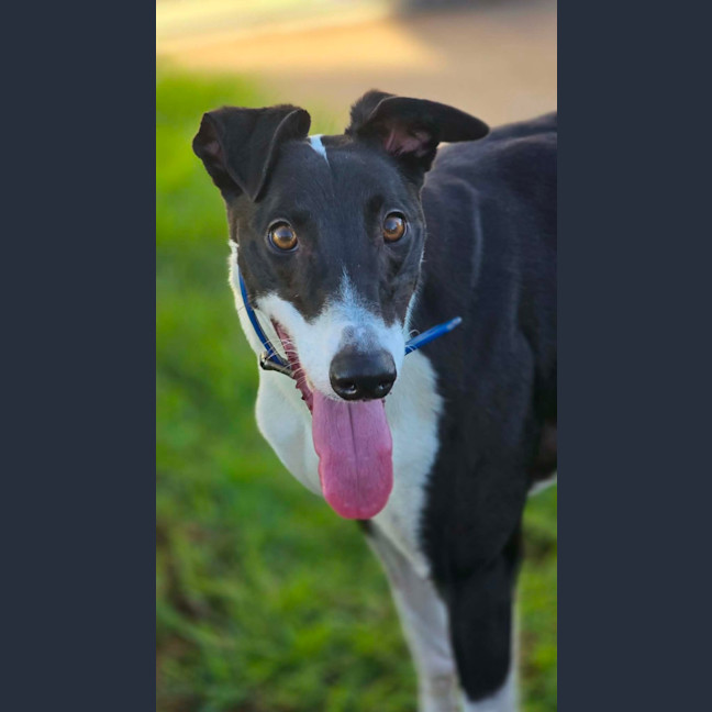 Photo of Dot