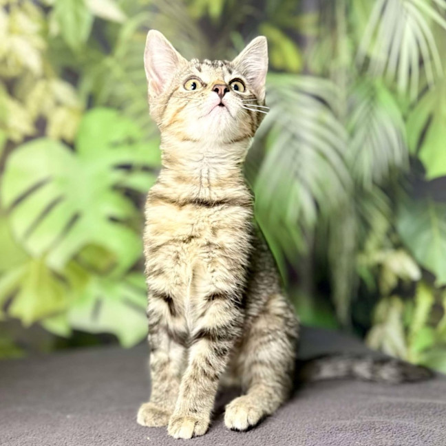 Photo of Uma   Located In Preston