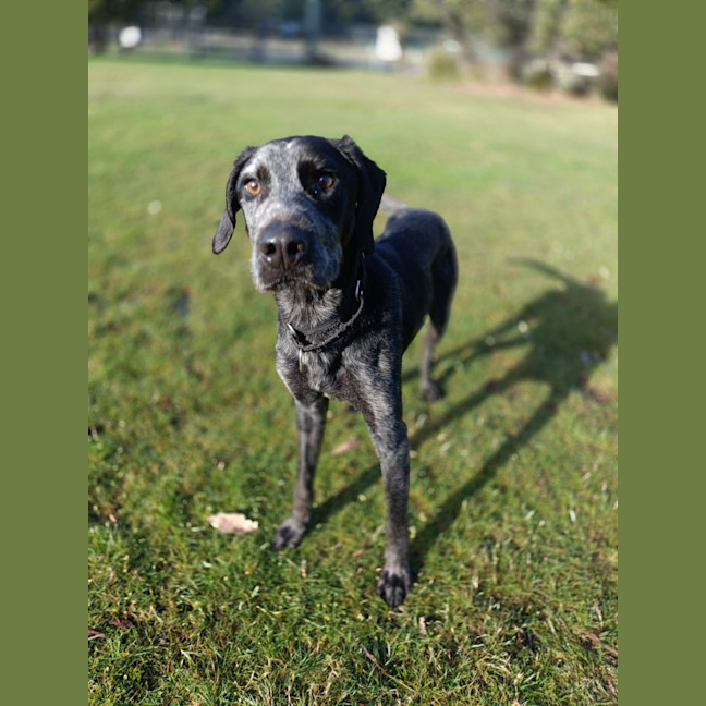 Photo of Gonzo 