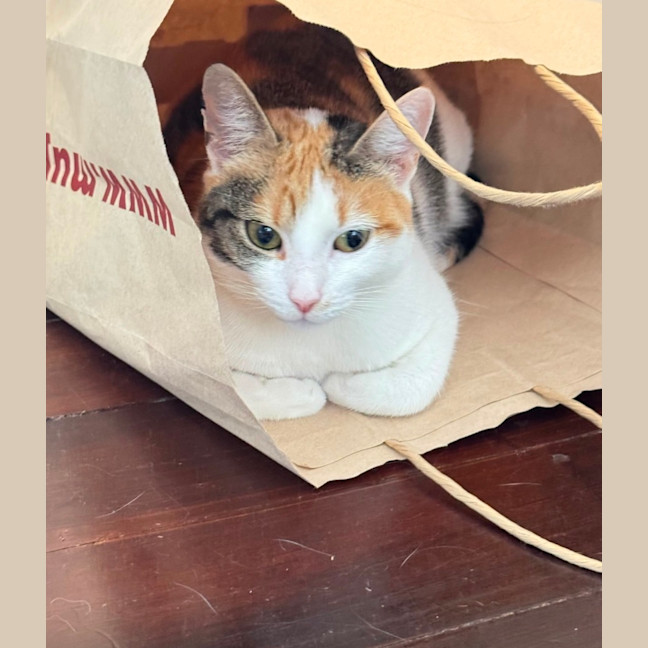Photo of Pippa