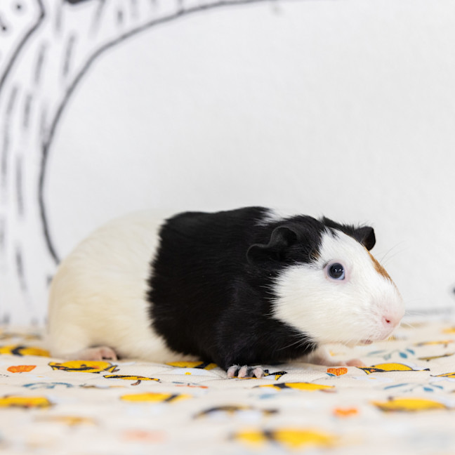 Photo of Moo