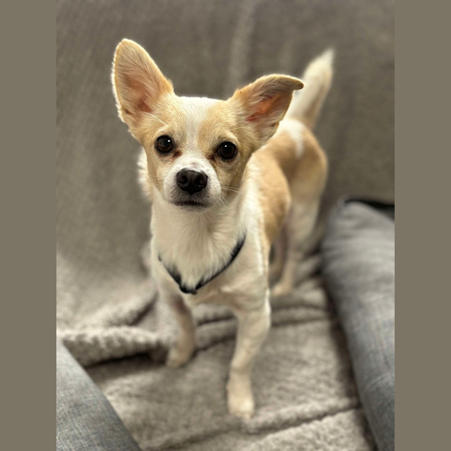 Photo of Jax