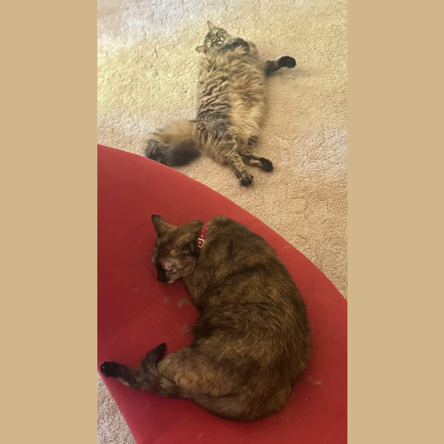 Photo of Misty