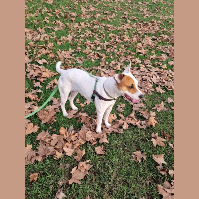 Photo of Remus