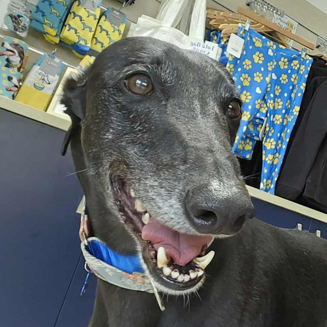 Photo of Banoffee (Benny) The Greyhound