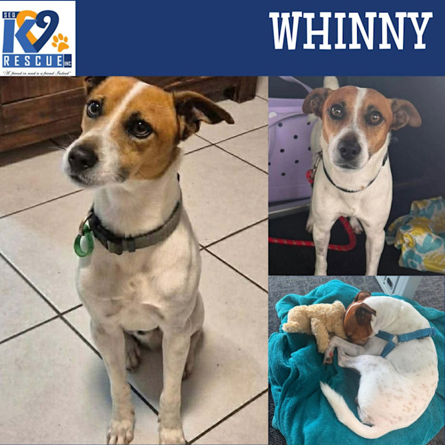Photo of Whinny