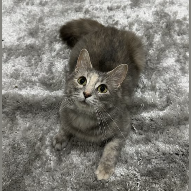 Photo of Snowy
