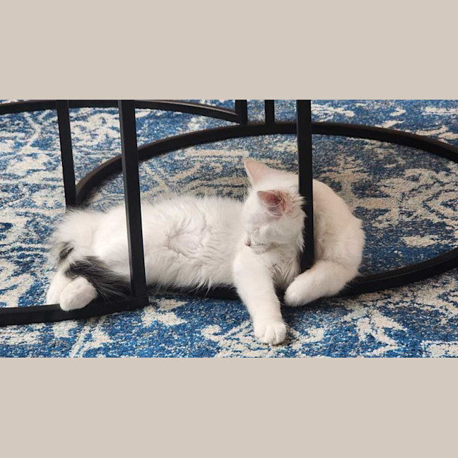Photo of Miso