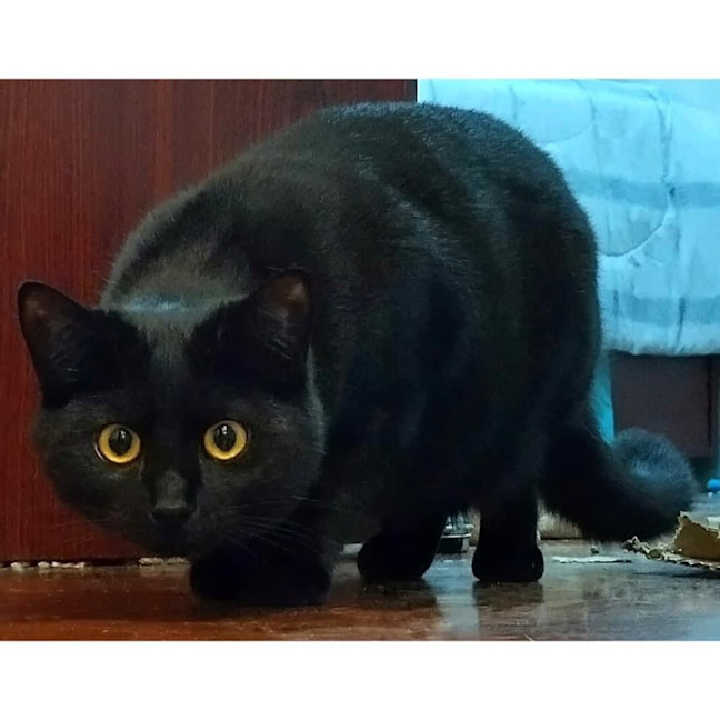 Photo of 10421   Chickpea