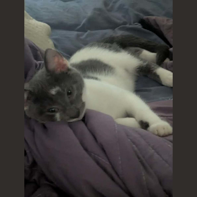 Photo of Schmoo