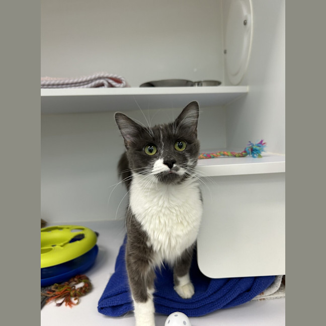 Photo of Bluebell