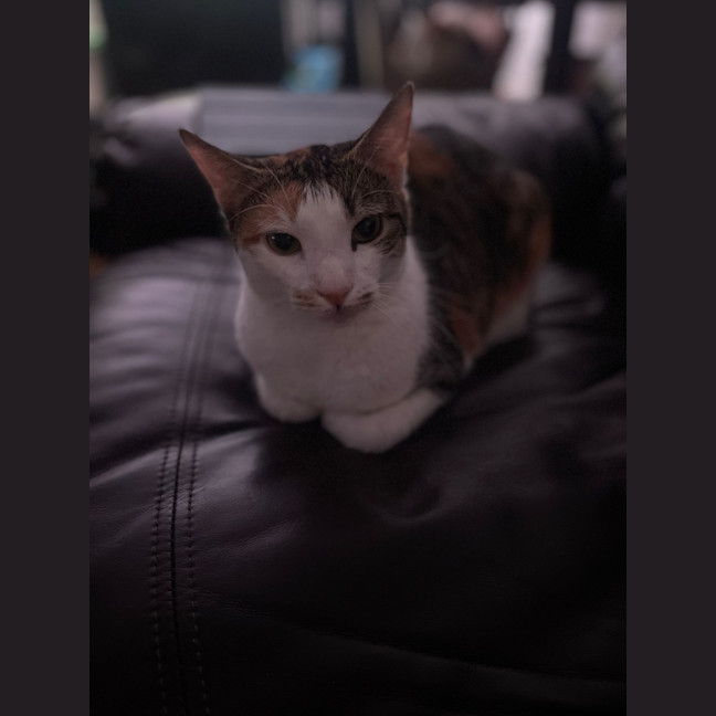 Photo of Missy