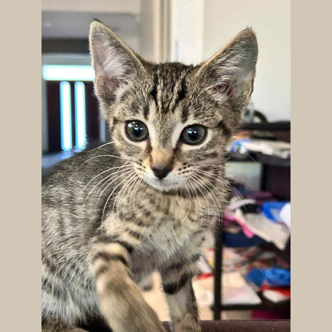 Photo of Ziggy