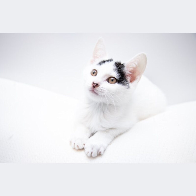 Photo of Cupid