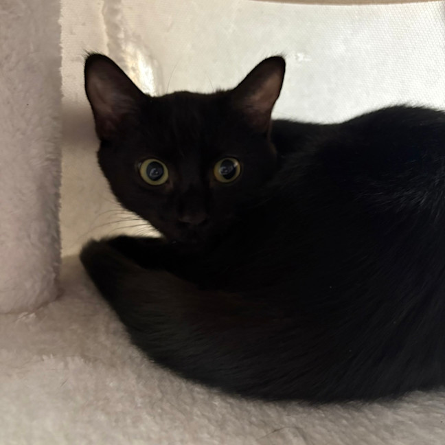 Photo of Josie