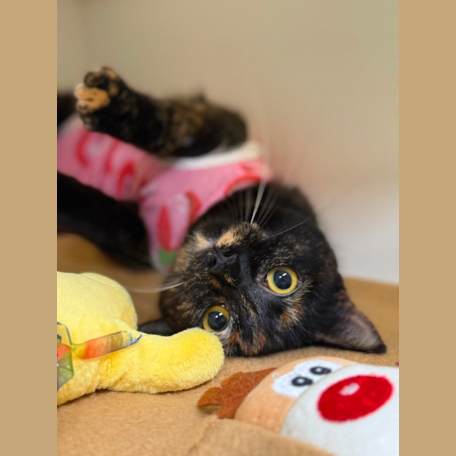 Photo of 🩰 Dapple 6394 🩰