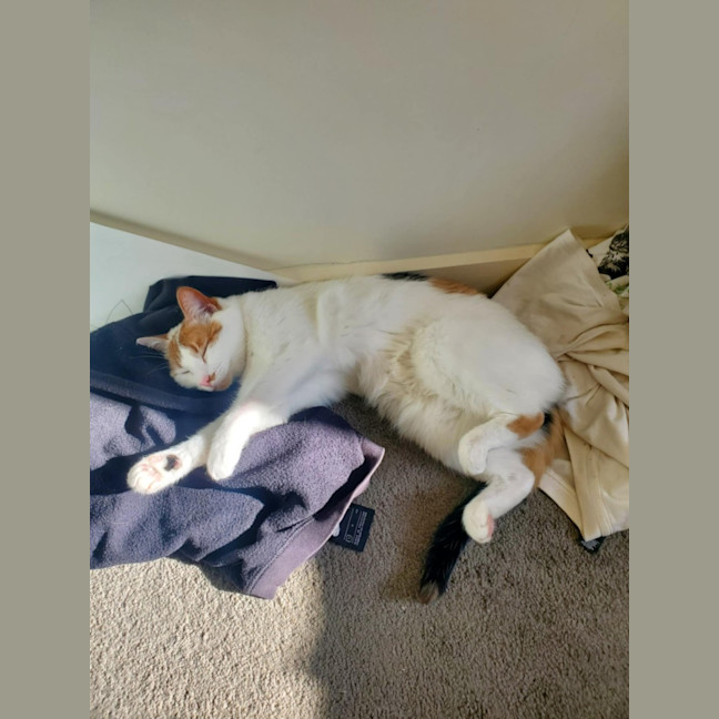 Photo of Hetty   Located In Coburg